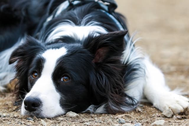 ボーダーコリーの寿命はどのくらい？気を付けたい病気について紹介します | ペットショップ 犬の家&猫の里 | 子犬だけでなく子猫の情報もたくさん